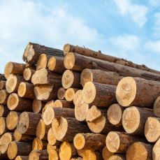 Wood & Timber